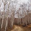 Alberi di Betula verrucosa