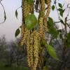 Betula verrucosa