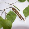 Le foglie di Betula verrucosa 