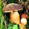 Boletus aereus raccolti in Costiera amalfitana e fotografati da Raffaele Mansi