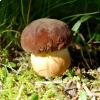 Boletus aereus fotografato da Raffaele Mansi 