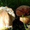 Boletus aereus fotografati da Raffaele Mansi 