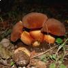 Boletus fragrans, foto di Raffaele Mansi 