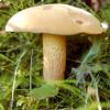 Boletus Luridus, foto di Raffaele Mansi 