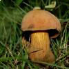 Boletus Luridus, foto di Raffaele Mansi 