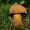 Boletus Luridus, foto di Raffaele Mansi 