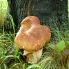 Boletus venturi fotografato in Costiera amalfitana da Raffaele Mansi 