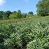 Un campo di carciofi bianchi di Padula 