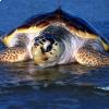 Caretta caretta