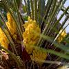 I fiori della palma nana