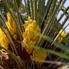 I fiori della palma nana