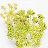 Crithmum maritimum