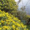 La Dendroides ha una magnifica fioritura tra aprile e maggio (foto MRS)