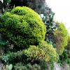 Dendroides fotografata lungo la Costiera amalfitana, foto MRS
