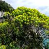 Dendroides fotografata lungo la Costiera amalfitana, foto MRS