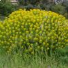 I fiori della Euphorbia dendroides