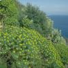 Euphorbia dendroides