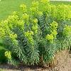Euphorbia characias