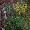 Euphorbia characias