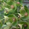Euphorbia characias
