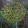 Euphorbia characias