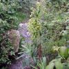 Euphorbia characias