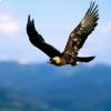 Falco Pellegrino in volo 