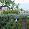 Un lato del giardino con piantine