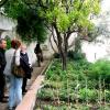 Le piantine messe a dimora