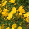 La ginestra spinosa