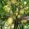 Un limoneto in Costiera amalfitana, foto Vincenzo Sannino