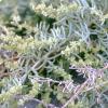Kochia saxicola Guss