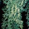 Kochia saxicola Guss