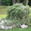 Kochia saxicola Guss foto tratta dal sito Orto Botanico Università di Napoli 