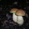 Leccinum lepidum, foto di Raffaele Mansi