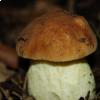 Leccinum lepidum, foto di Raffaele Mansi 