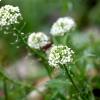Lobularia maritima
