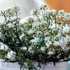 Lobularia maritima