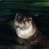 La lontra, simbolo dell'Oasi di Persano