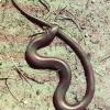 Luscengola, Chalcides chalcides