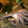 Octopus vulgaris 