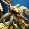 Octopus vulgaris 