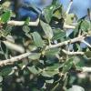 Olea europea 