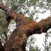 Olivastro, Olea europea