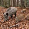 I cinghiali che vivono allo stato brado nel Parco regionale dei Monti Picentini