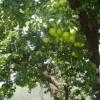 L'albero di frutto 