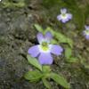 Pinguicula Hirtiflora