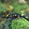 Salamandra pezzata appenninica foto Marek Szczepanek Creative Commons