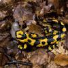 Salamandra pezzata appenninica 