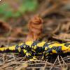 Salamandra pezzata appeninica